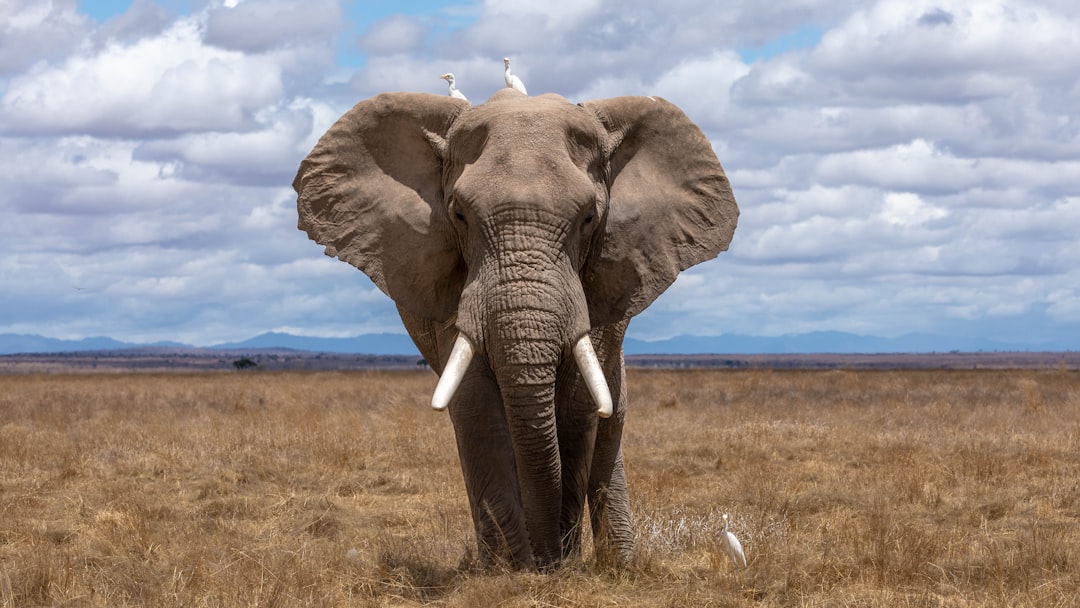 De grijze reus: alles wat je wilt weten over de olifant